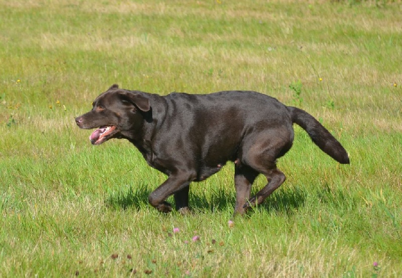 Les Labrador Retriever de l'affixe D' Ombrelune