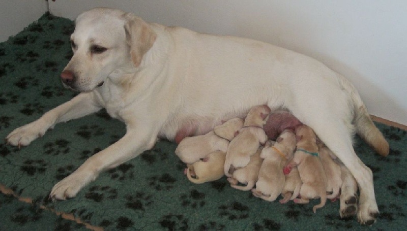 D' Ombrelune - Labrador Retriever - Portée née le 01/08/2015