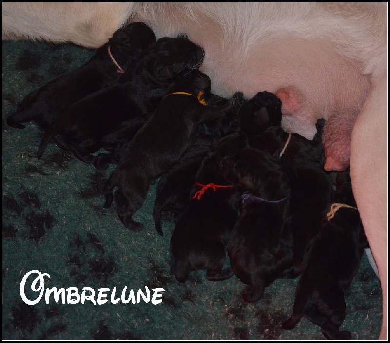 D' Ombrelune - Labrador Retriever - Portée née le 17/03/2015