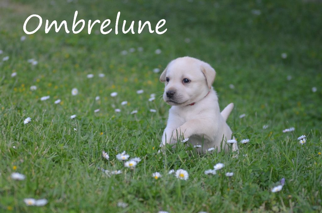 D' Ombrelune - Labrador Retriever - Portée née le 11/03/2017