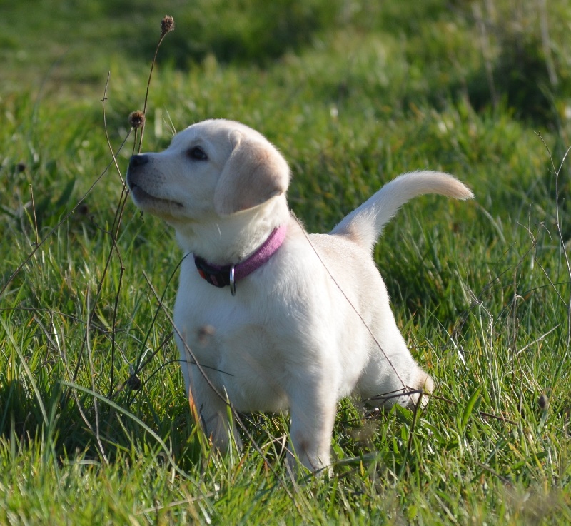 D' Ombrelune - Labrador Retriever - Portée née le 20/01/2013