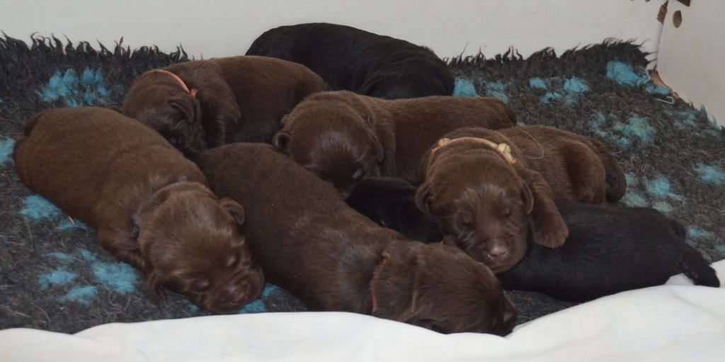 D' Ombrelune - Labrador Retriever - Portée née le 29/05/2019