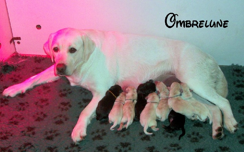 D' Ombrelune - Labrador Retriever - Portée née le 31/03/2016