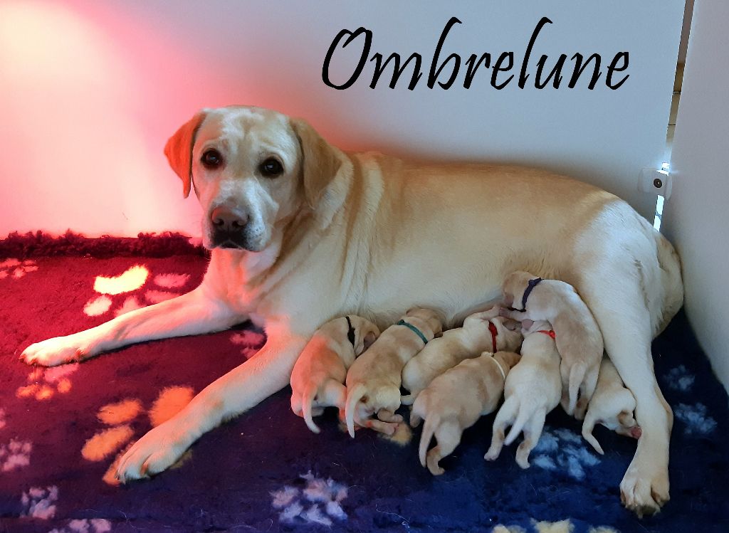 chiot Labrador Retriever D' Ombrelune