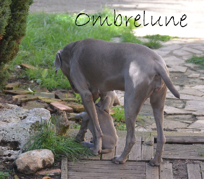 D' Ombrelune - Braque de Weimar - Portée née le 10/08/2023