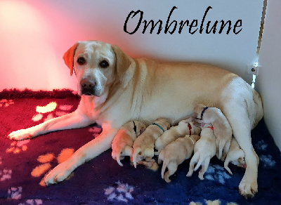 D' Ombrelune - Labrador Retriever - Portée née le 09/05/2022