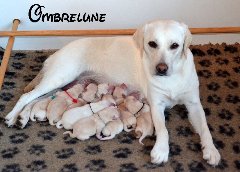 D' Ombrelune - Labrador Retriever - Portée née le 07/04/2014