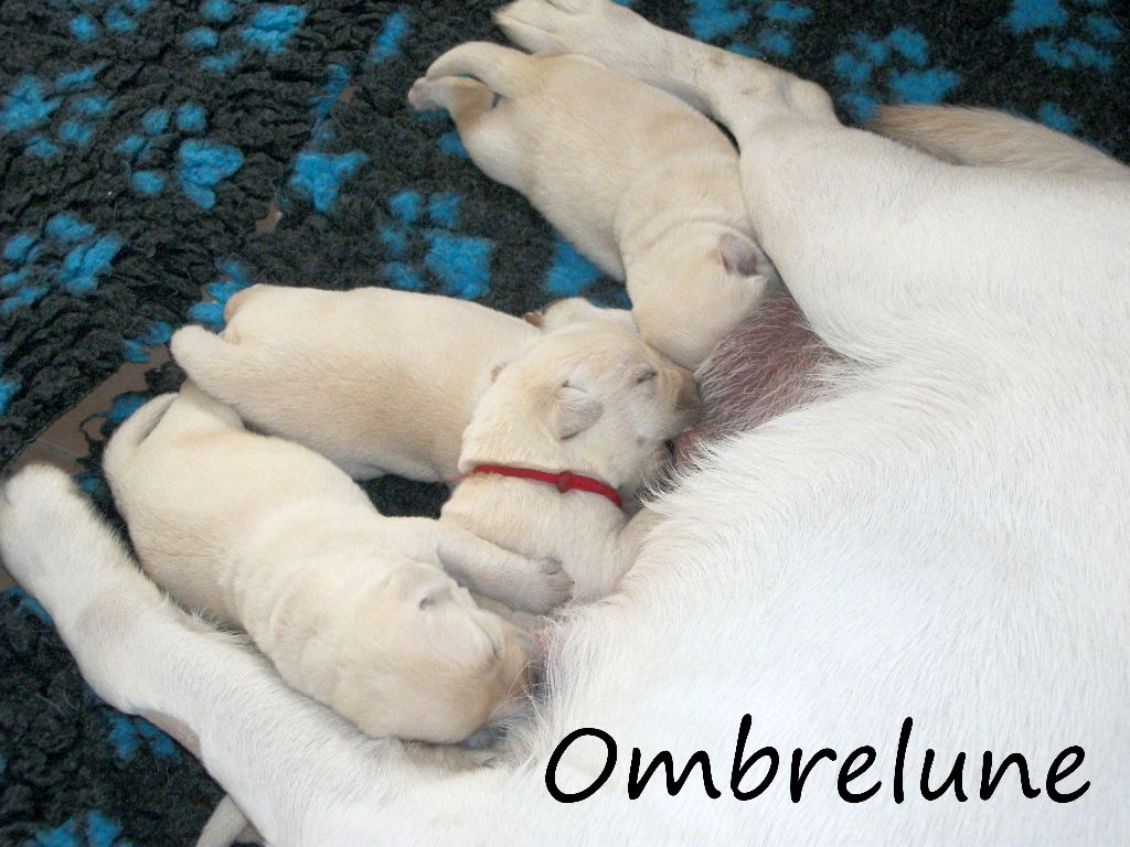 D' Ombrelune - Labrador Retriever - Portée née le 03/08/2017