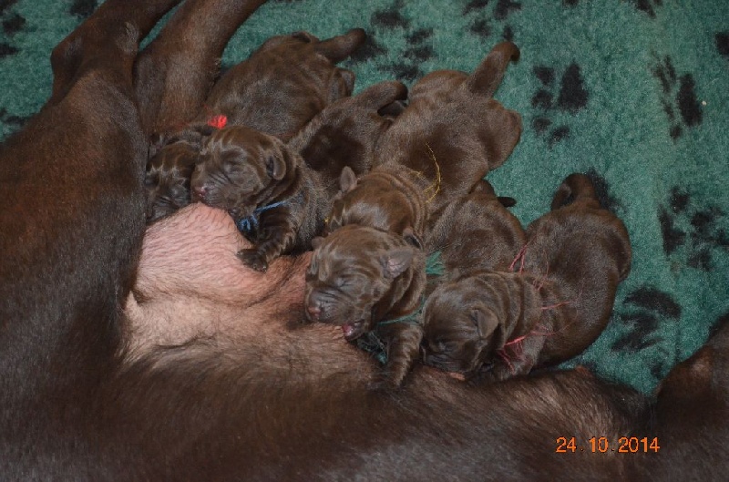 chiot Labrador Retriever D' Ombrelune