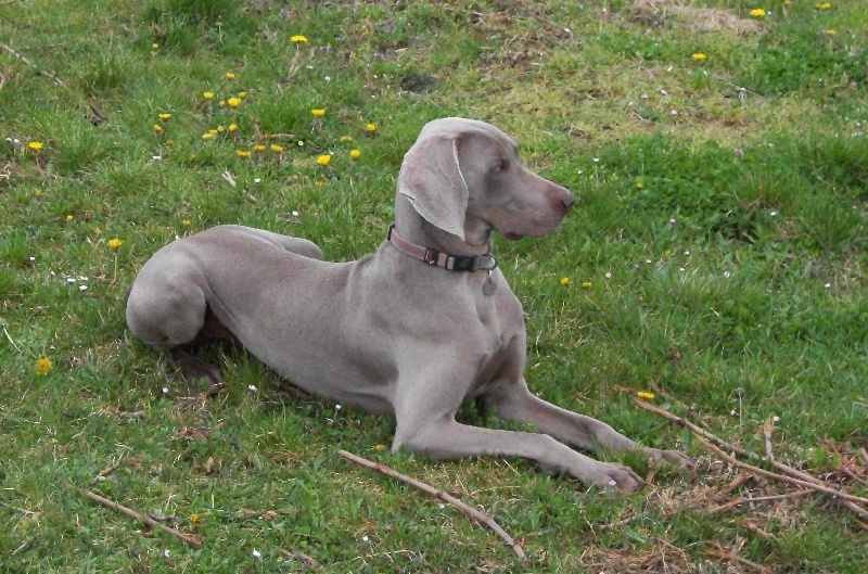 Dana ithildin du Gué de la Haute Loue