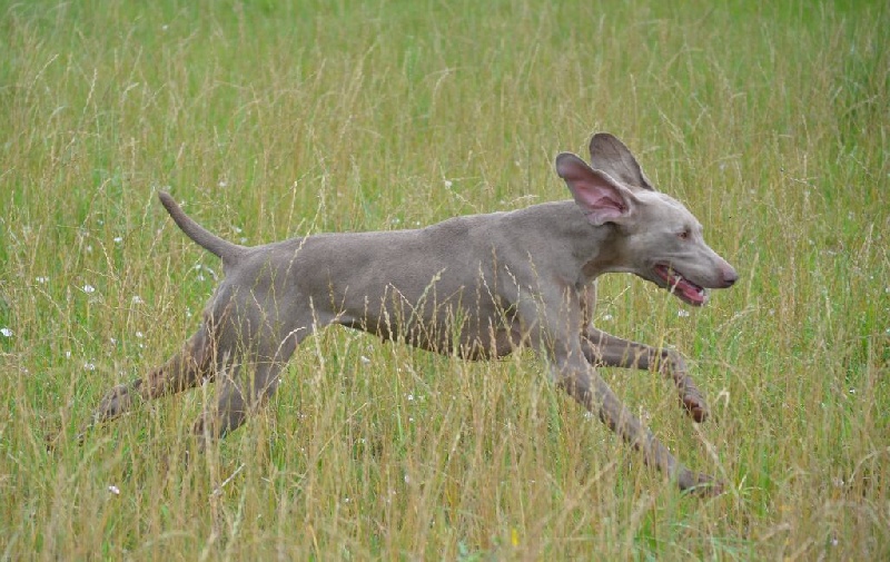 Gimme a bird D' Ombrelune