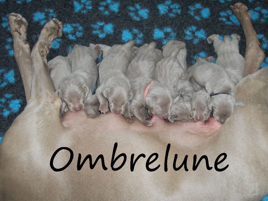 D' Ombrelune - Braque de Weimar - Portée née le 17/05/2017